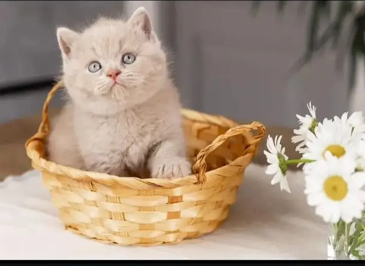 British shorthair — photo 2
