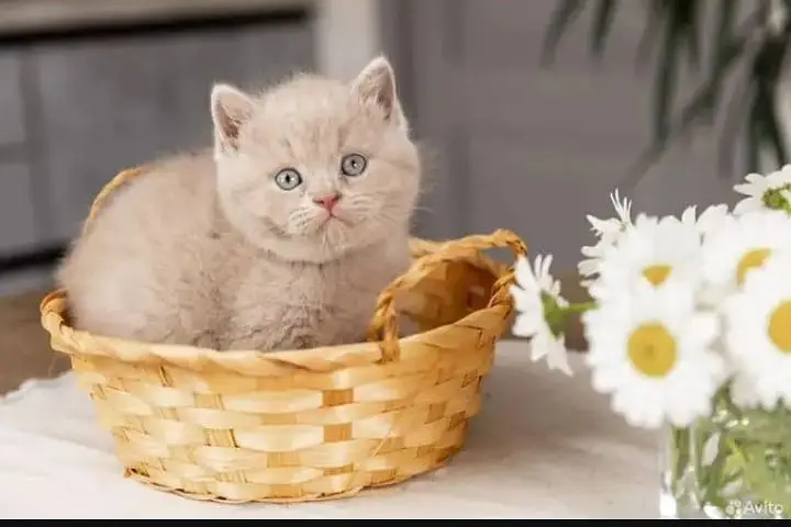 British shorthair — photo 3