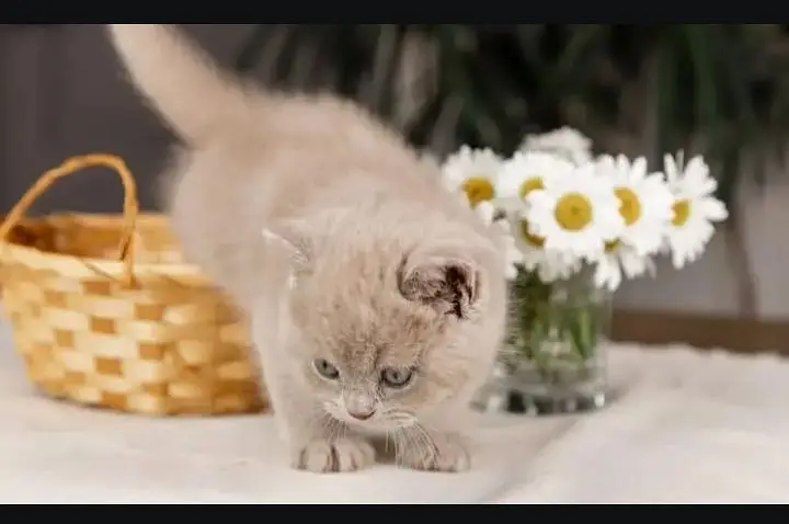 British shorthair — photo 4