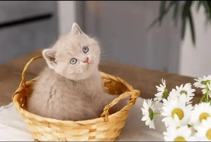 British shorthair — photo 5