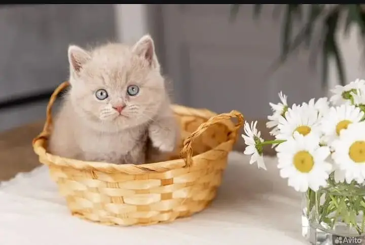 British shorthair — photo 6