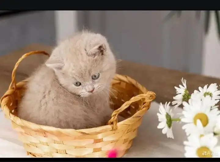 British shorthair — photo 7