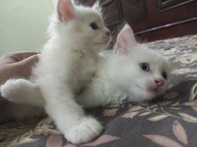 2 female kittens