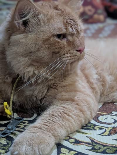 parsion cat mal