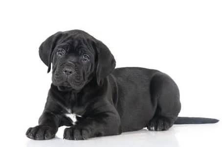 Cane carso