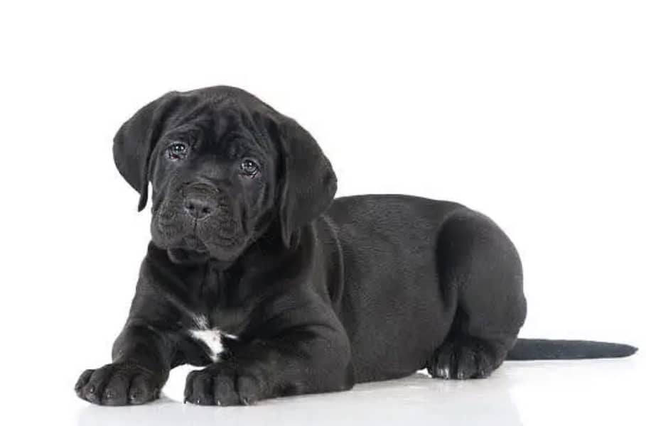 Cane carso 0