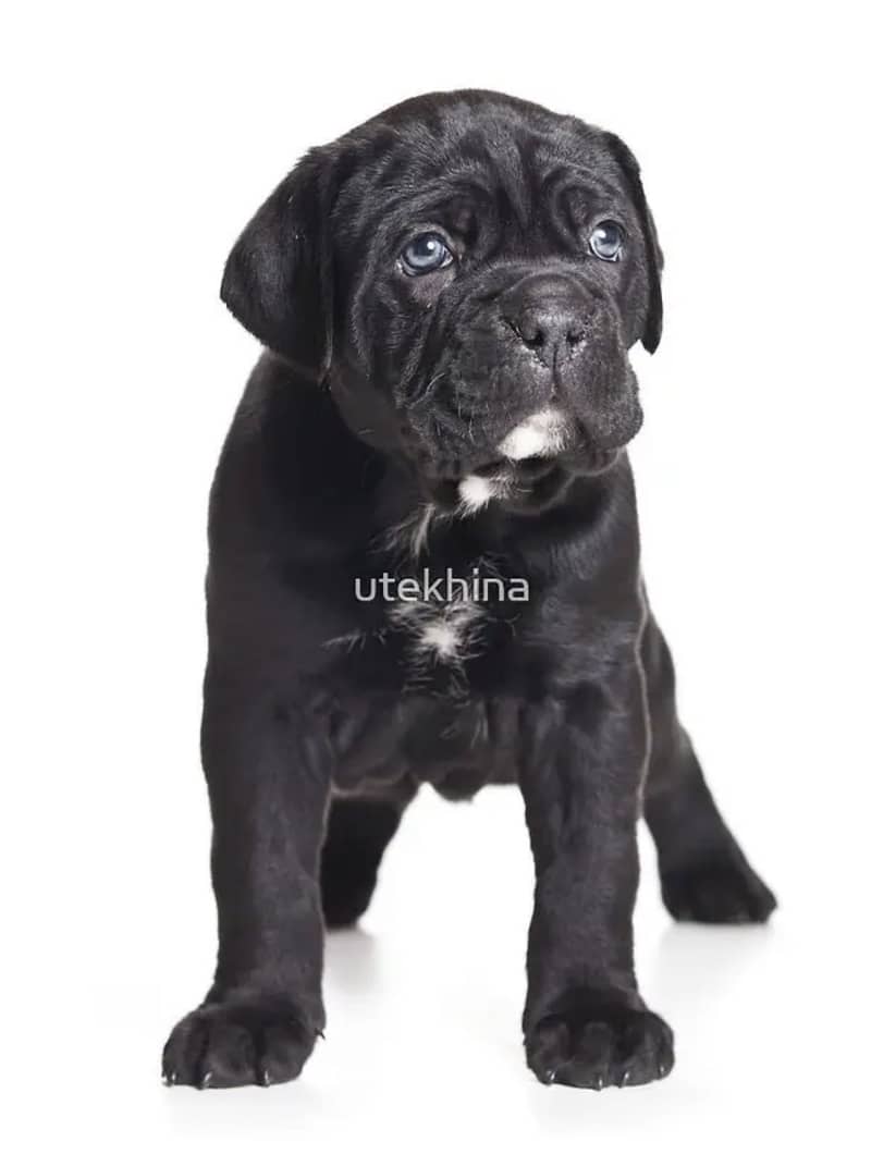 Cane carso 1