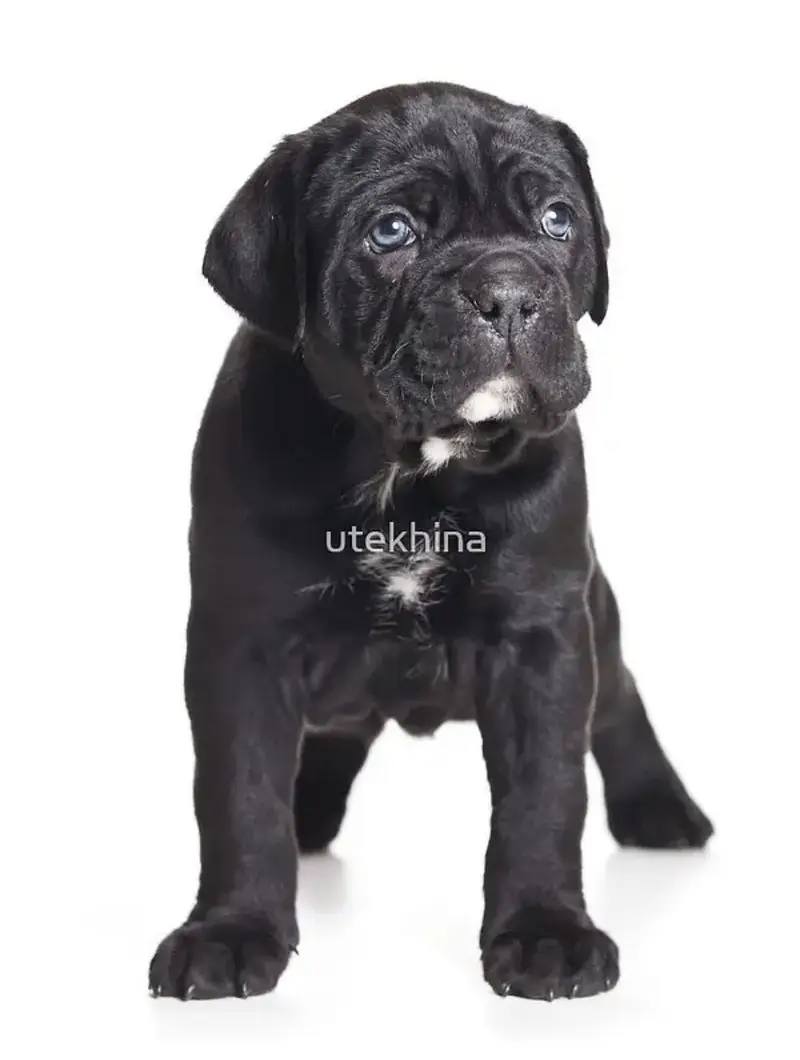 Cane carso — photo 2