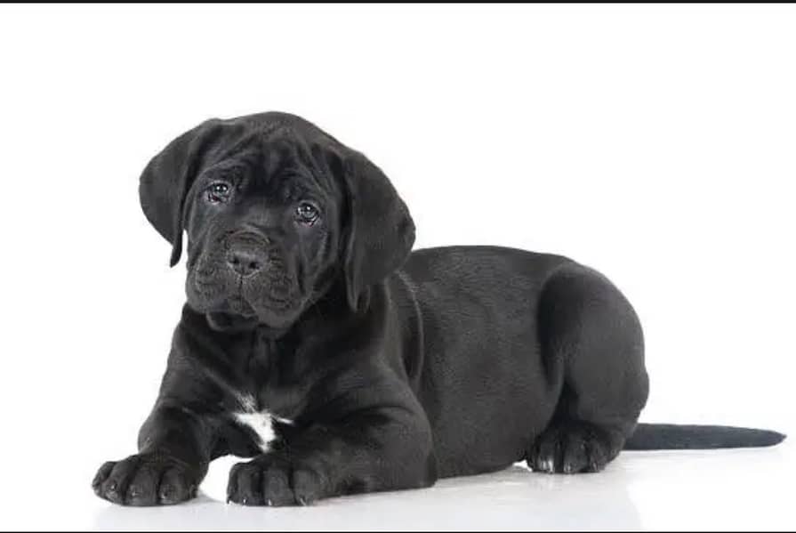 Cane carso 2