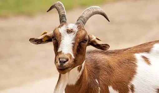 goat for sell