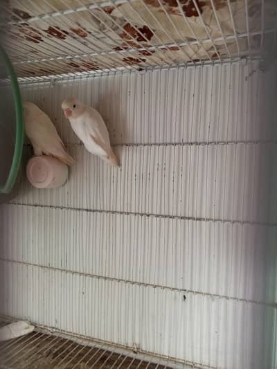 Albino black eyes