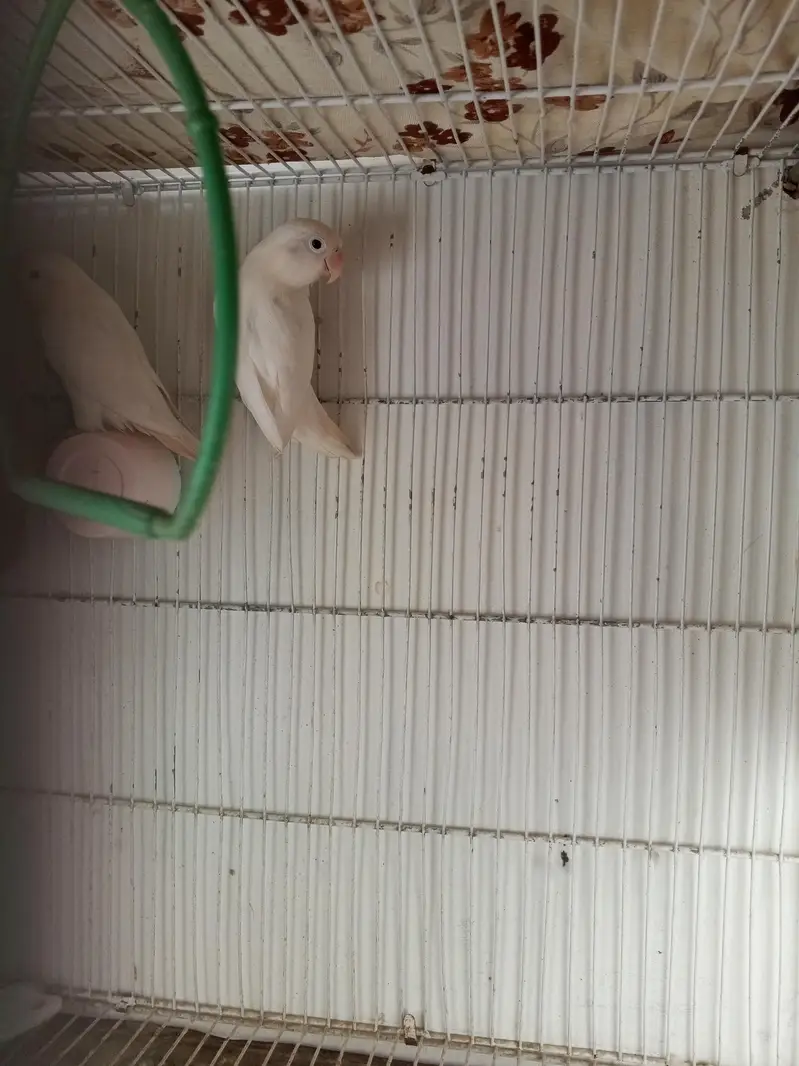 Albino black eyes — photo 2