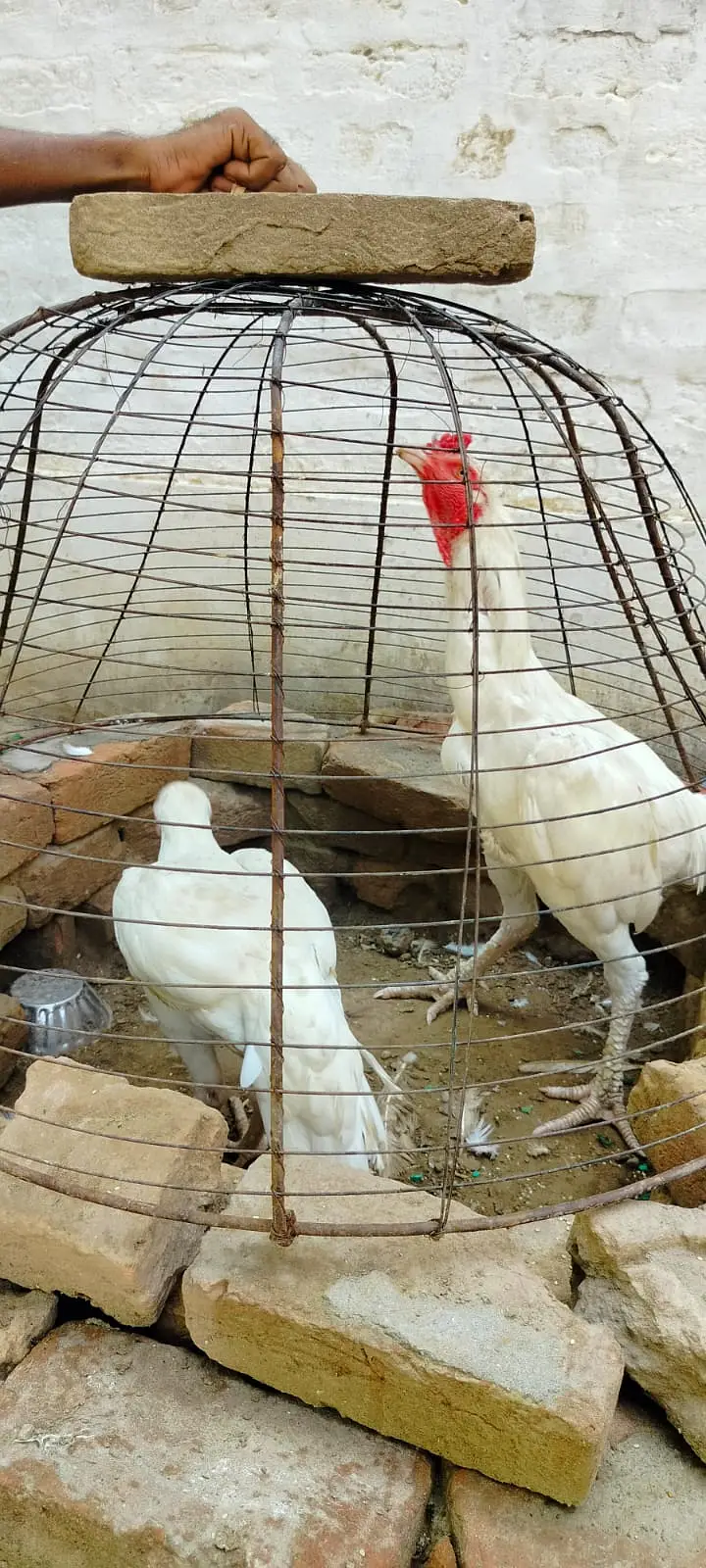 Waite Hins jori — photo 7