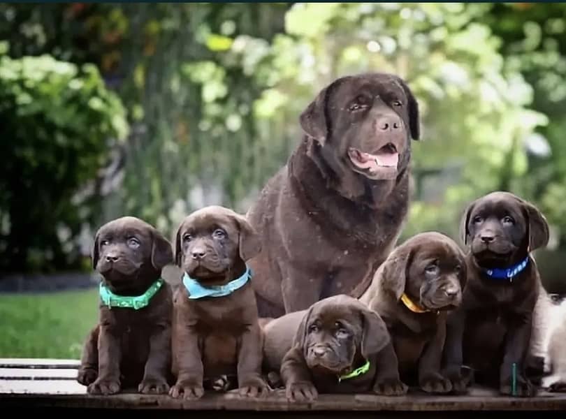 Labrador 0