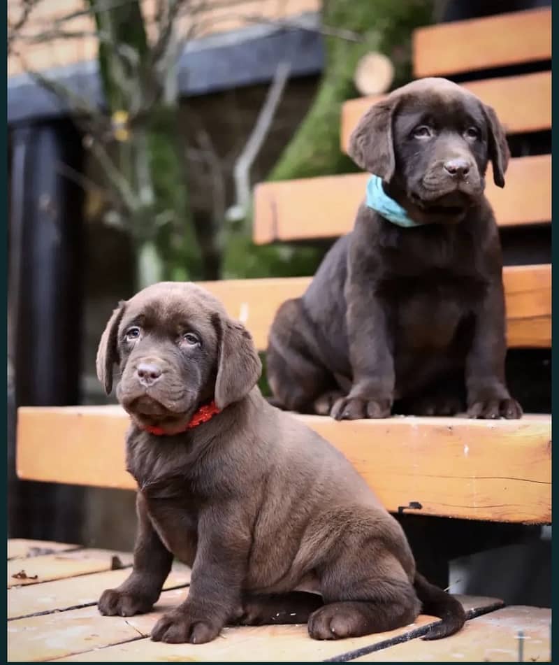Labrador 1
