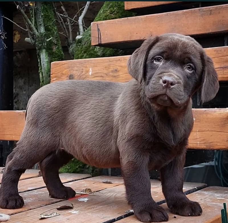 Labrador 2