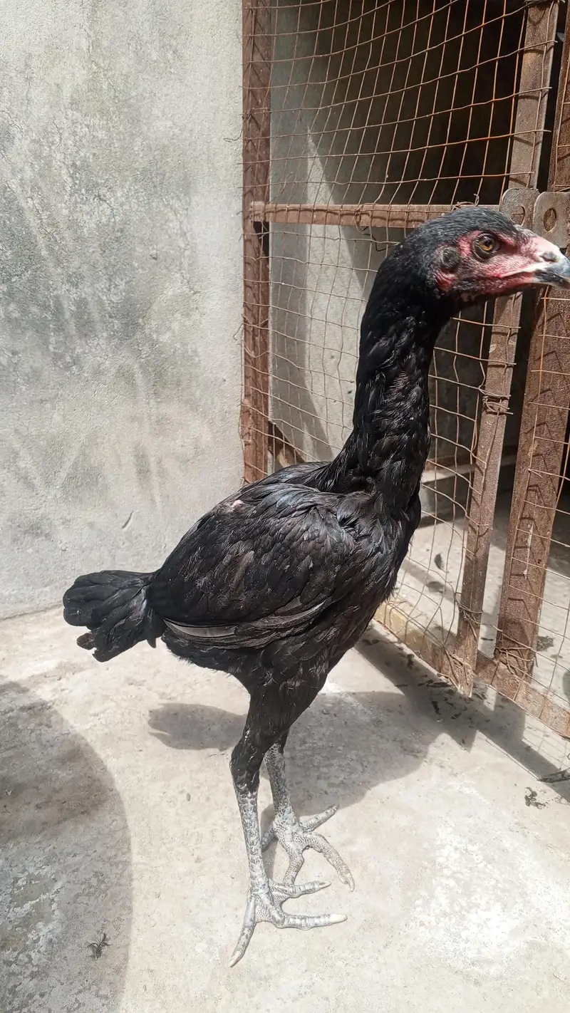 Turkish hint plus viet — photo 5
