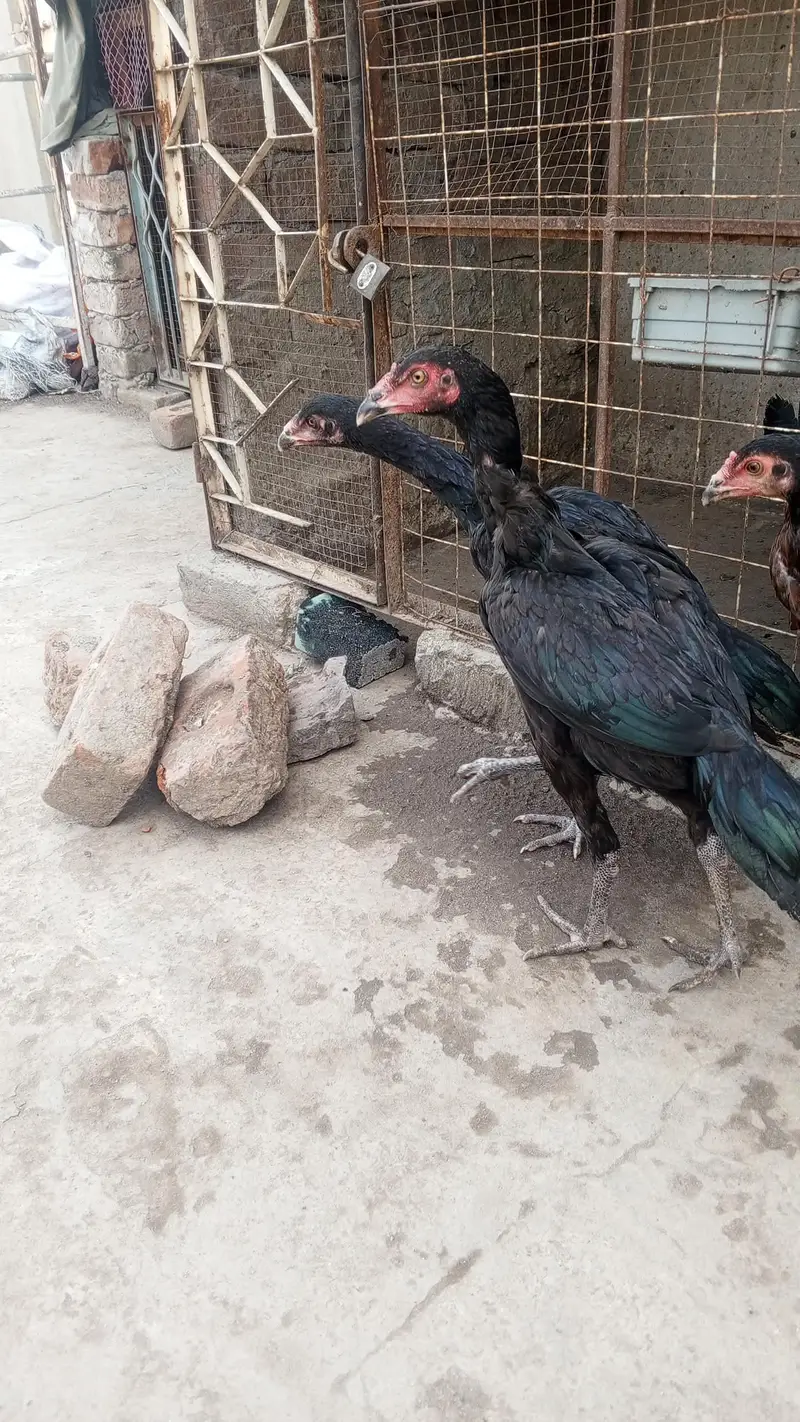 Turkish hint plus viet — photo 9