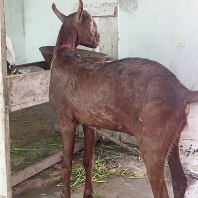 Teddy male female 6 months age full active hai