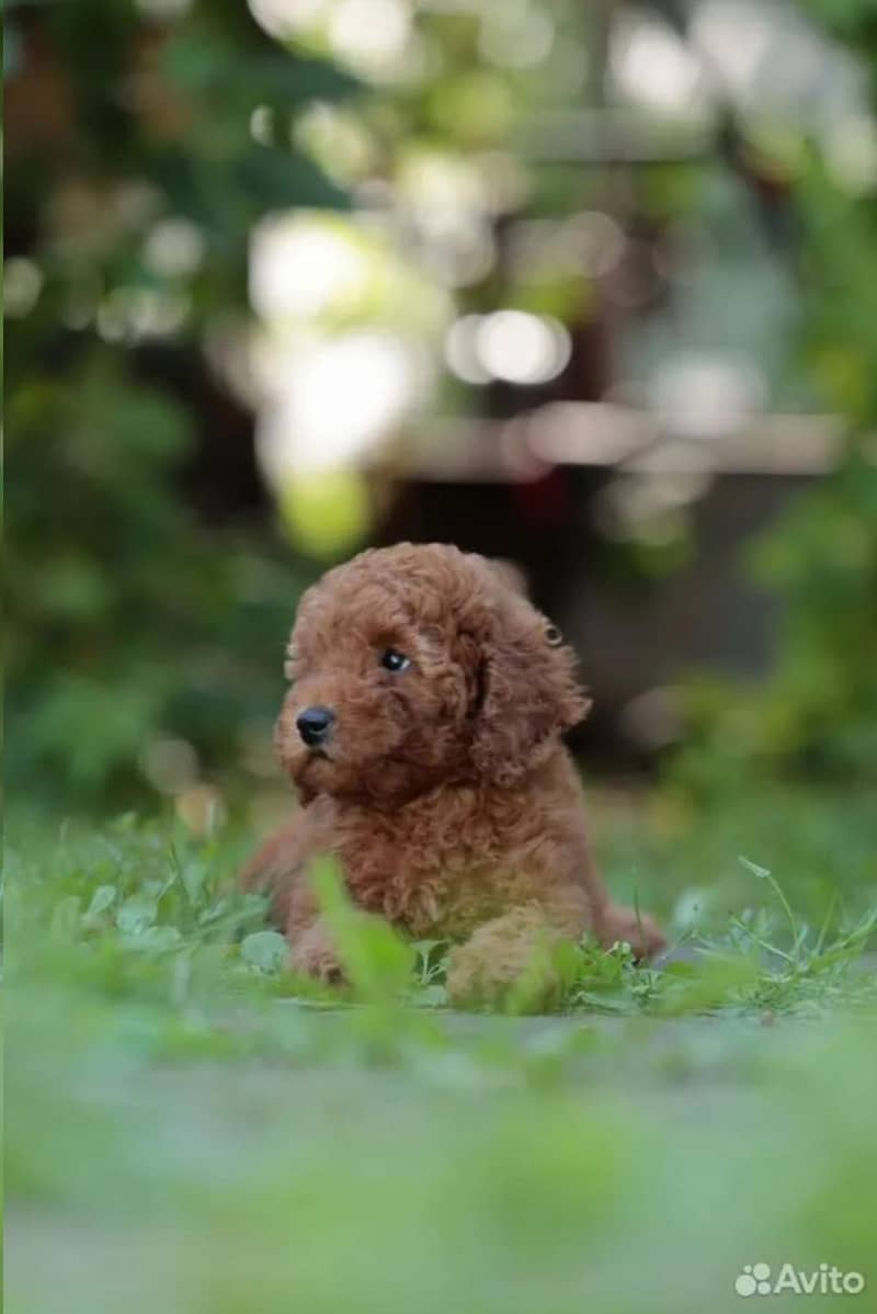 Poodle 1