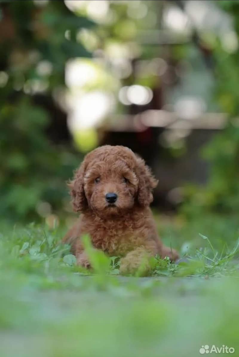 Poodle 2
