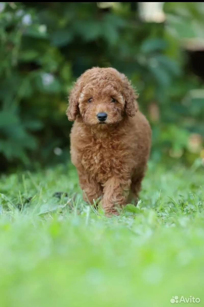 Poodle 3