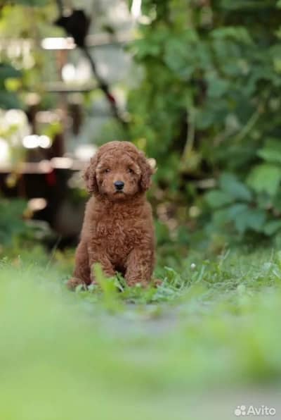 Poodle