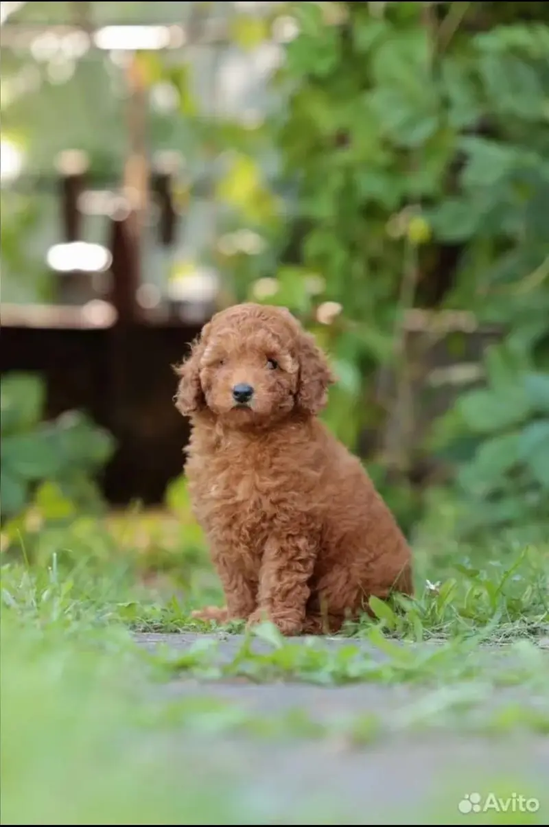 Poodle — photo 5