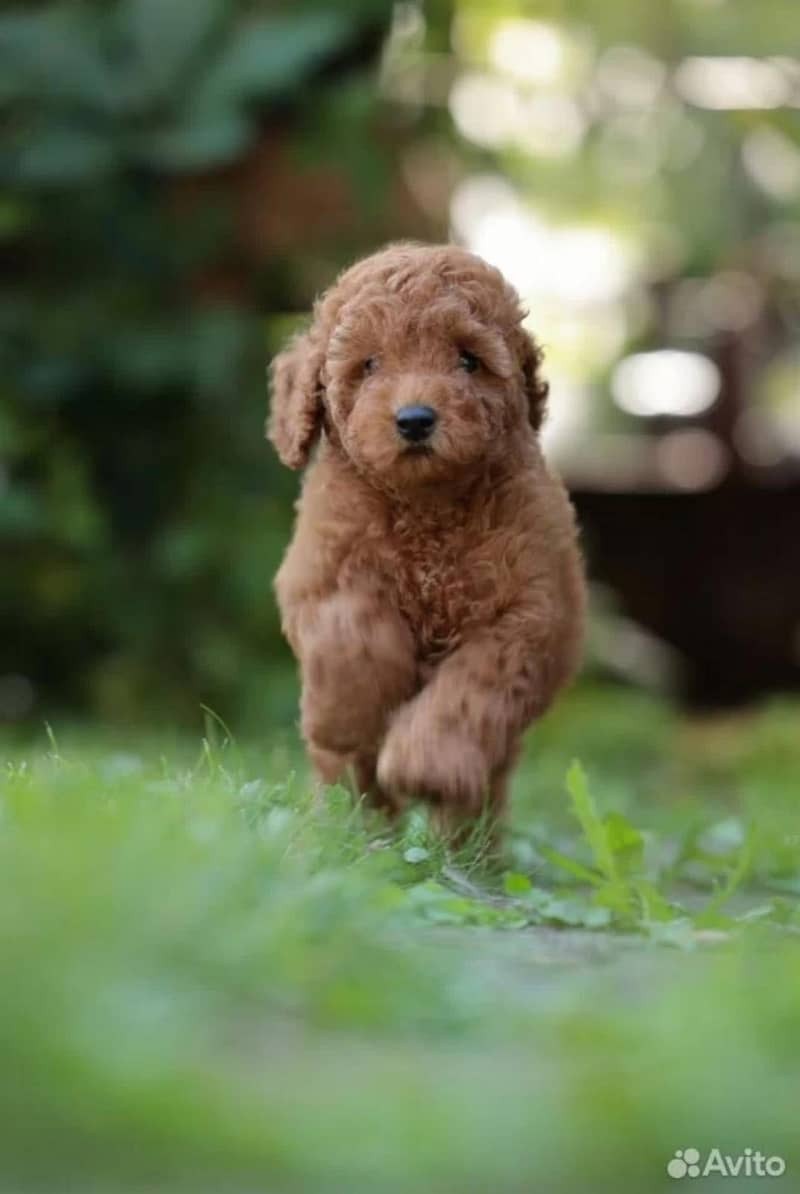 Poodle 5