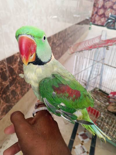 raw parrot