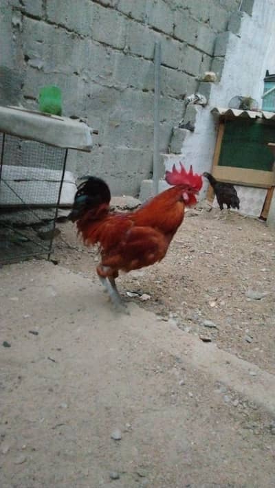 3 misri hens ek murga
