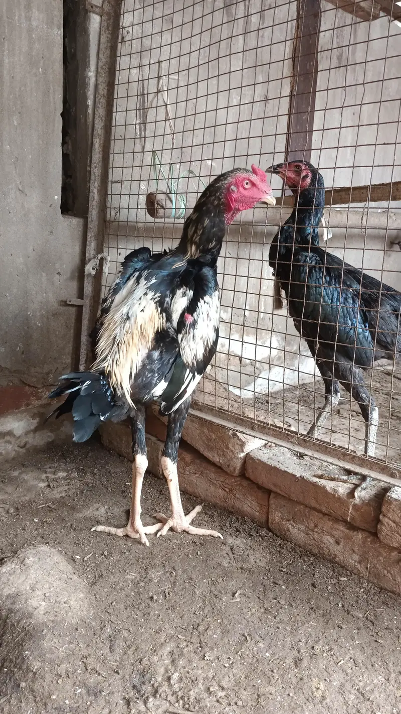 poya brmi aseel — photo 2