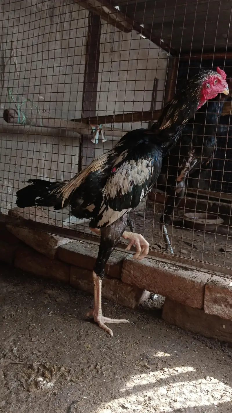 poya brmi aseel — photo 3