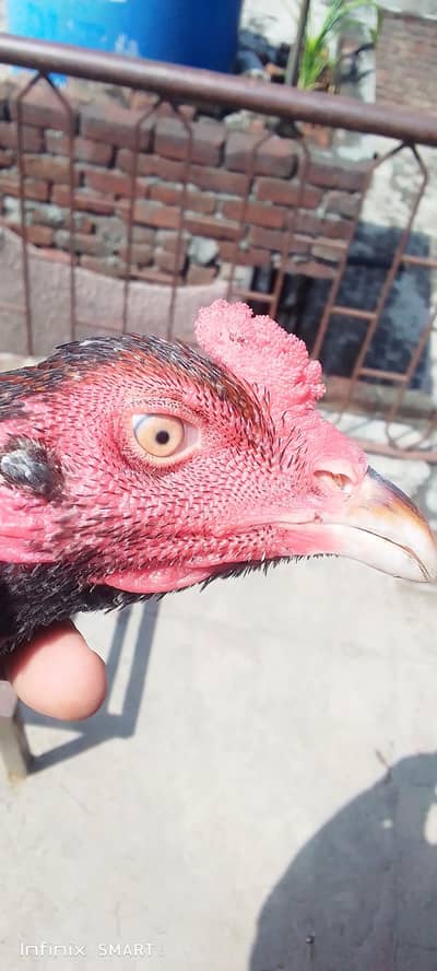 Heera hen + aseel pair + Heera chicks