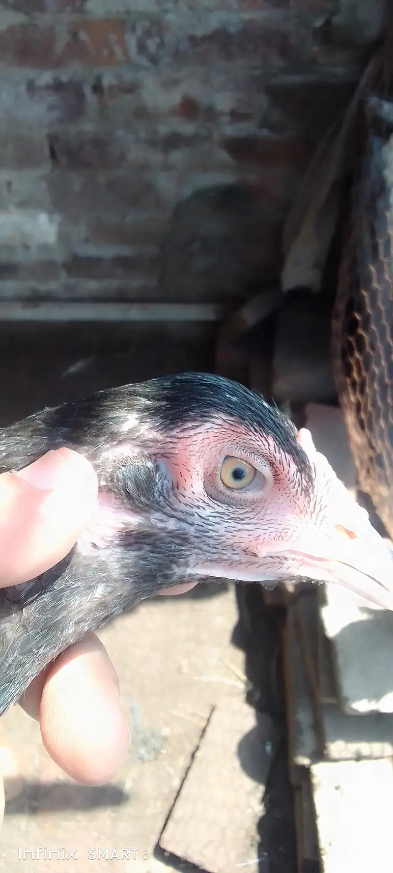 Heera hen + aseel pair + Heera chicks — photo 2