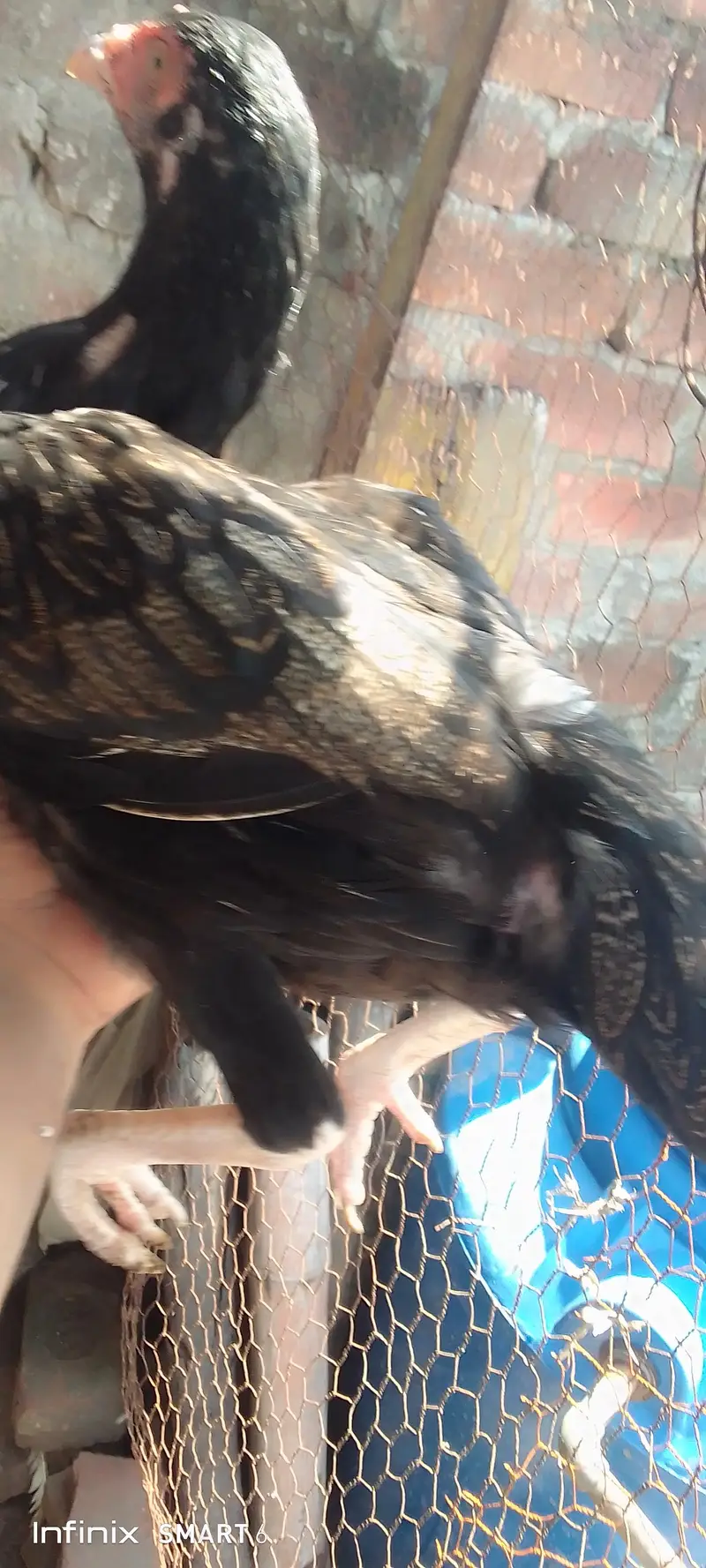 Heera hen + aseel pair + Heera chicks — photo 4