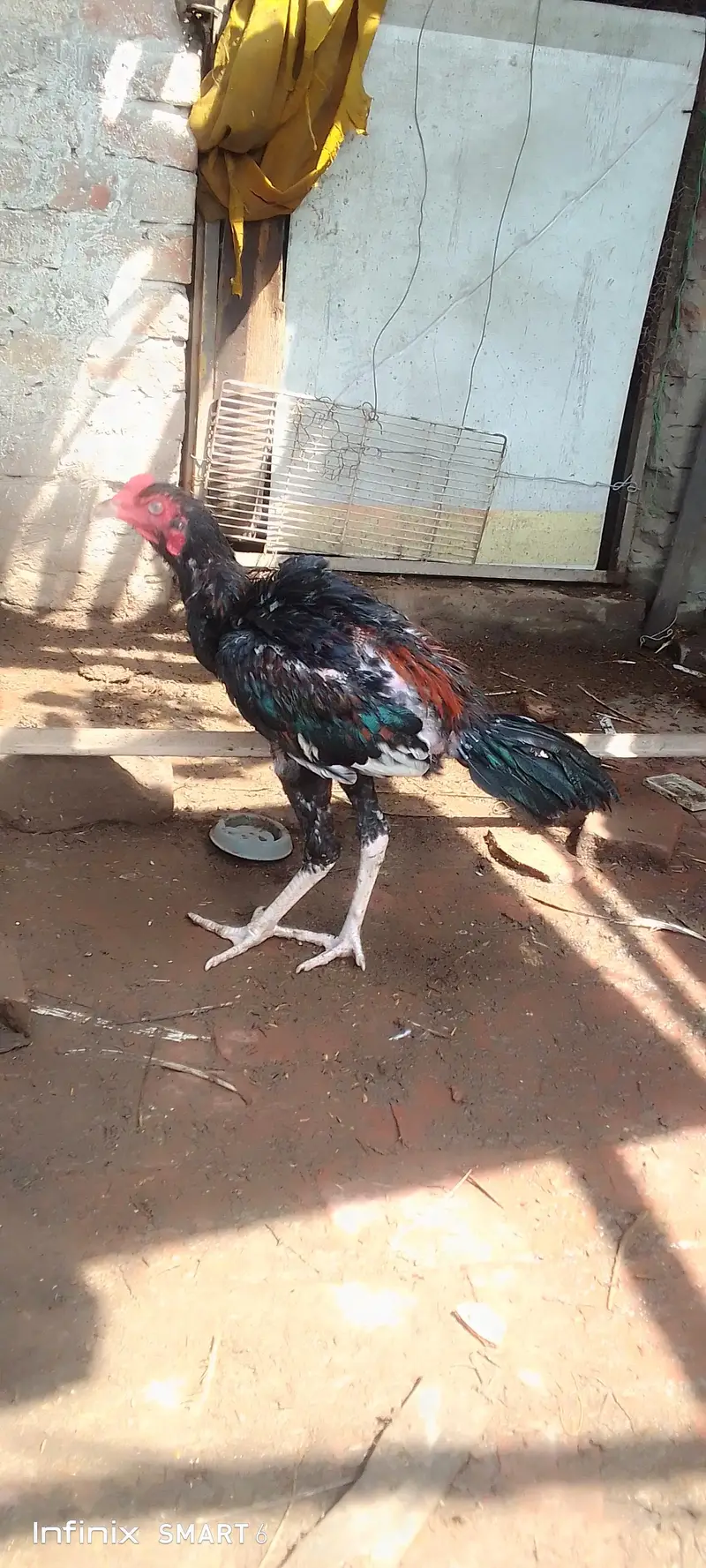 Heera hen + aseel pair + Heera chicks — photo 5