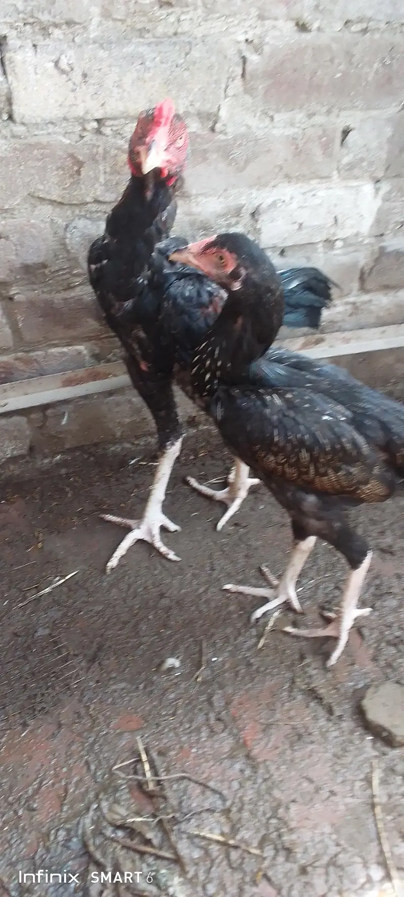 Heera hen + aseel pair + Heera chicks — photo 6