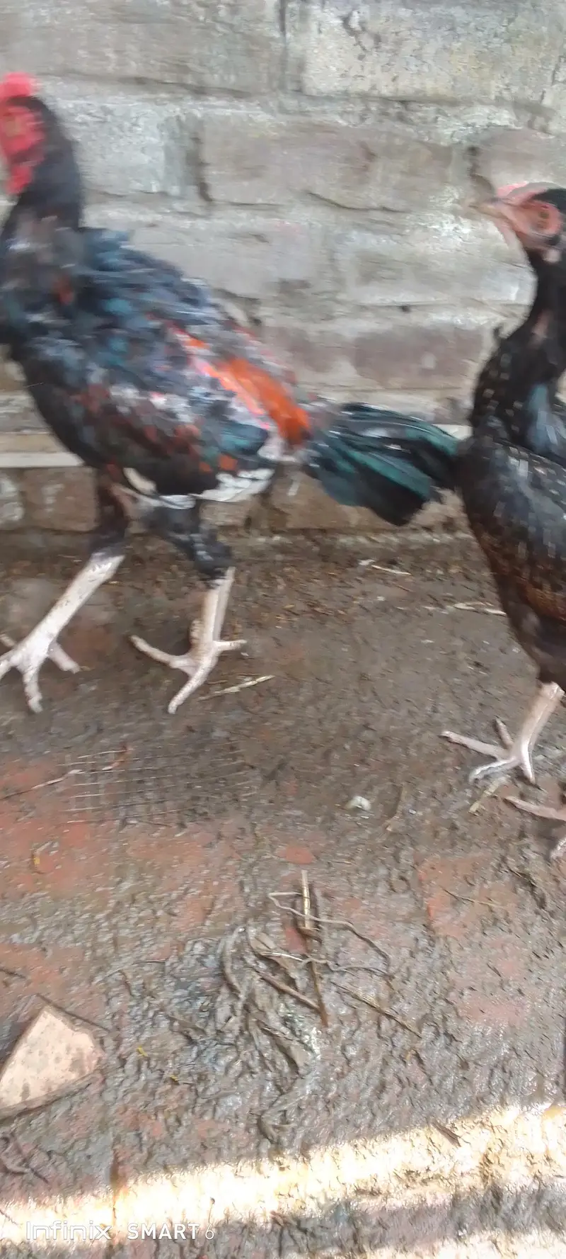 Heera hen + aseel pair + Heera chicks — photo 7