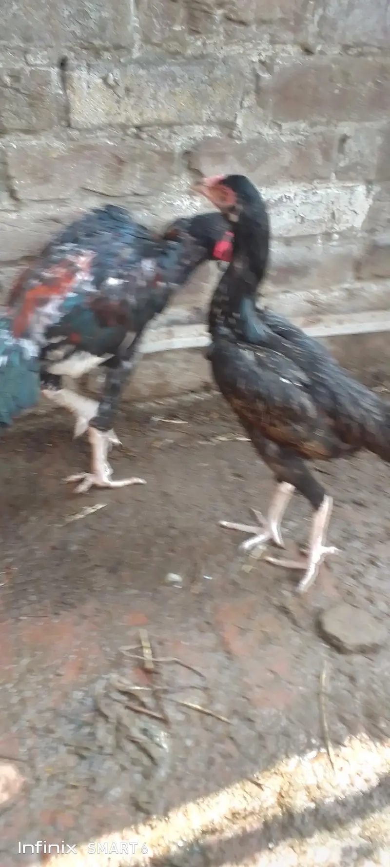 Heera hen + aseel pair + Heera chicks — photo 8
