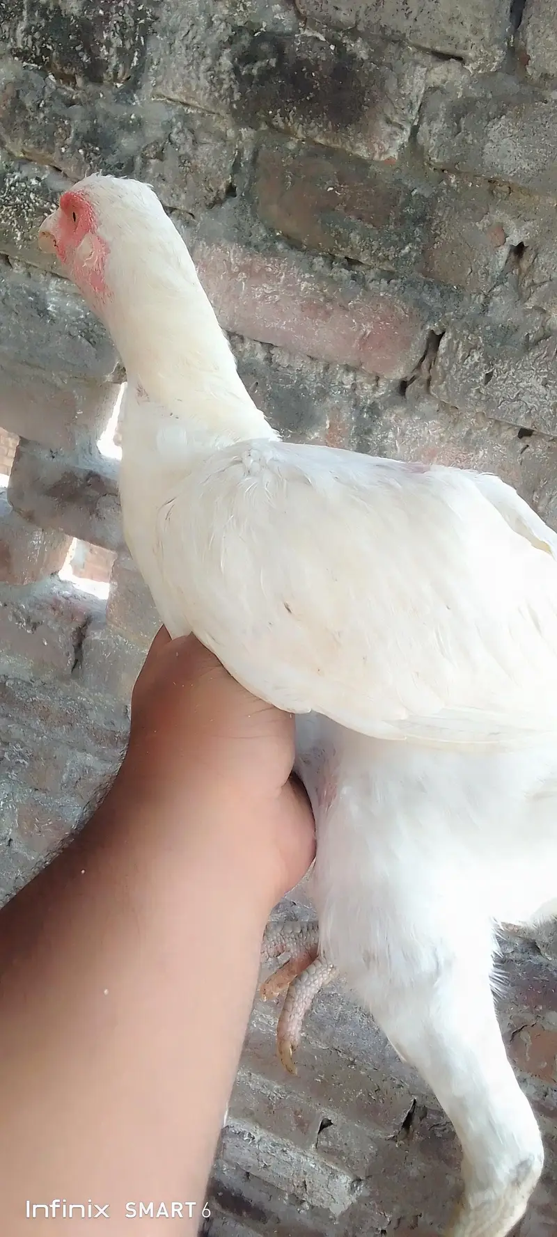 Heera hen + aseel pair + Heera chicks — photo 10