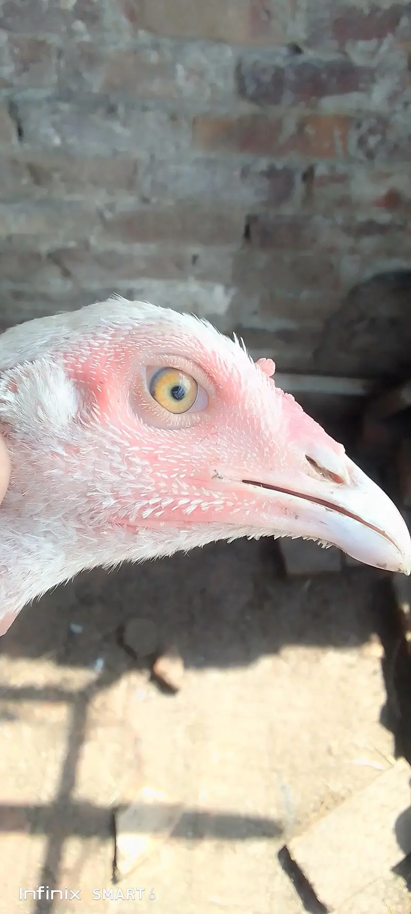 Heera hen + aseel pair + Heera chicks — photo 11