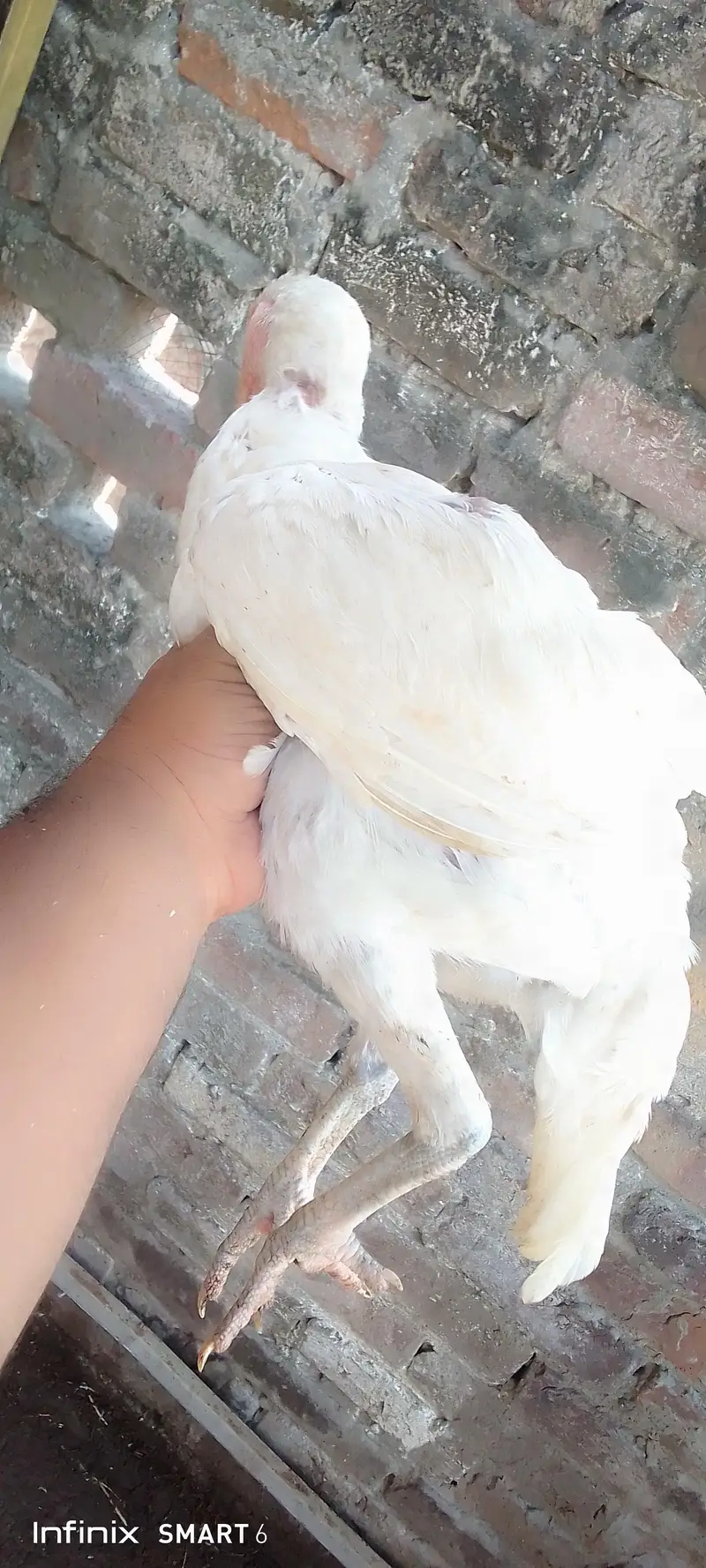Heera hen + aseel pair + Heera chicks — photo 12