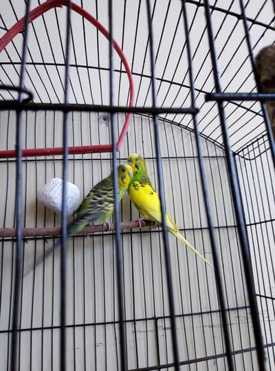 Australian & Lovebird breeder pairs for sale Read full ad 03175389355