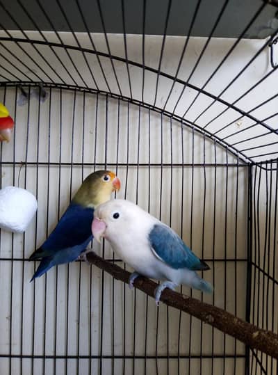 Lovebird breeder pairs for sale  03175389355