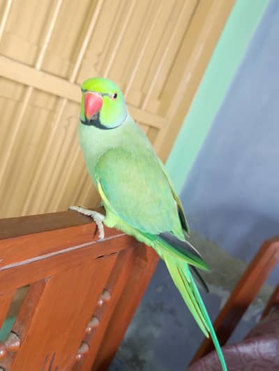 parrot