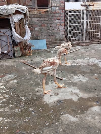 murga or murgi
