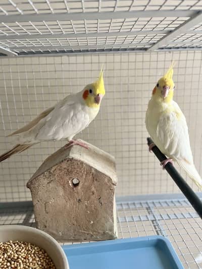 Cockatiel Pair + White + Hand-Tame Baby (4 Birds) For Sale