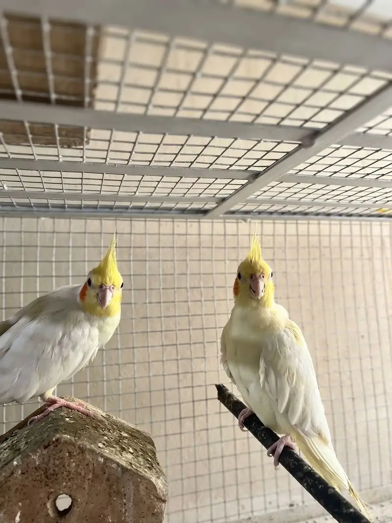 Cockatiel Pair + White + Hand-Tame Baby (4 Birds) For Sale — photo 2