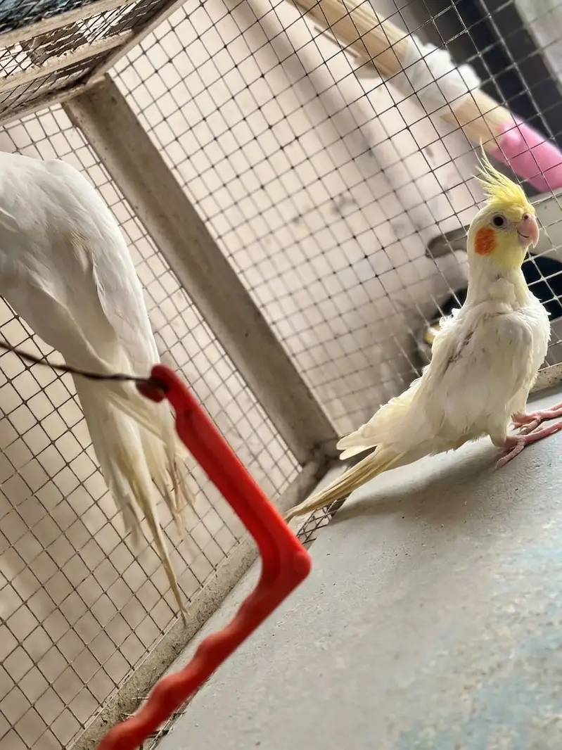 Cockatiel Pair + White + Hand-Tame Baby (4 Birds) For Sale — photo 3